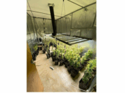 Una fuita d’aigua delata una veïna de Berga: descobreixen un cultiu de marihuana al seu pis
