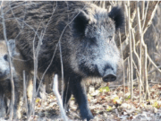 Un refugi per a senglars al Solsonès: el Zoo del Pirineu vol impulsar un nou espai molt a prop de Berga