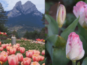 El camp de tulipes amagat al Berguedà que enamora tothom
