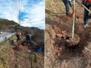 Berga comença una nova campanya per plantar arbres urbans amb la incorporació i renovació de més de seixanta exemplars