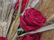 Berga inicia el procés per sol·licitar parades de venda durant la diada de Sant Jordi 2026