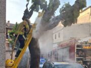 Una morera en flames per dins del tronc encén totes les alarmes a Gironella: intervenció urgent dels Bombers