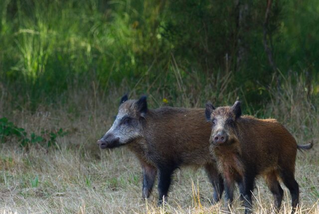 Dos porcs senglars. Foto: Pexels